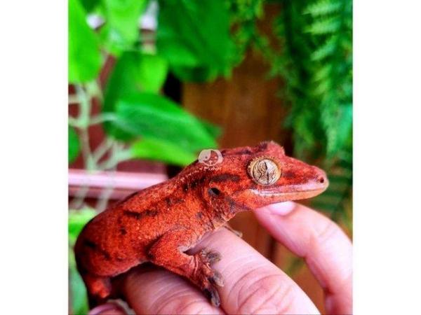 Image 1 of OMG RARE RED GECKO'S (1 Left)