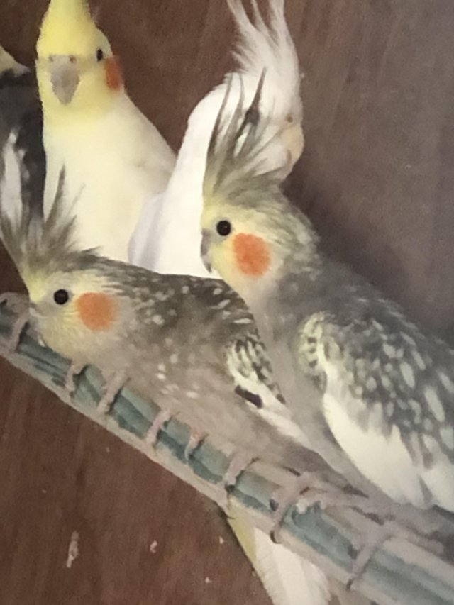 Preview of the first image of Cockatiels for sales 12-18 month old.