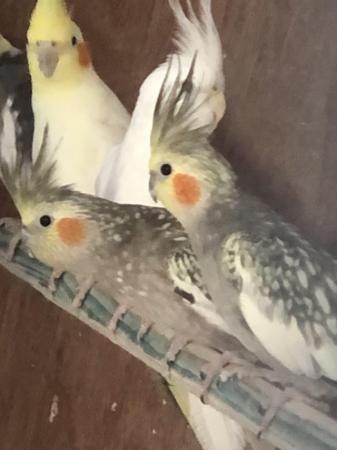 Image 1 of Cockatiels for sales 12-18 month old
