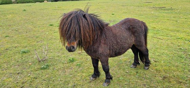 Preview of the first image of Miniature Shetland Stallion reg VVE.