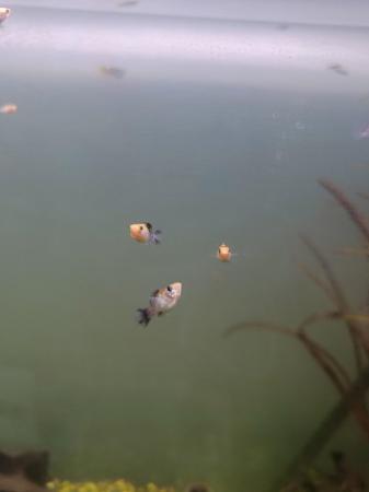 Image 1 of Tropical Molly fish babies (fry)