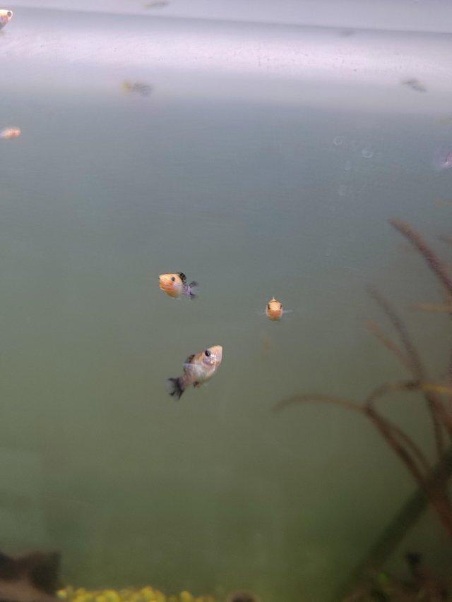 Preview of the first image of Tropical Molly fish babies (fry).