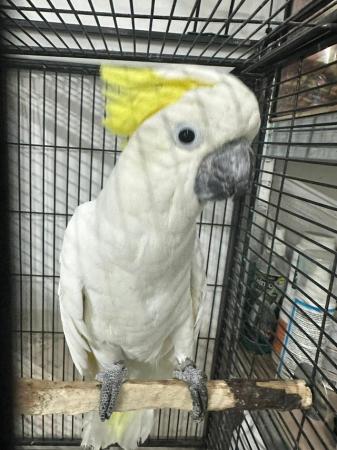 Image 2 of Baby Super tame Cockatoo for sale talking parrot