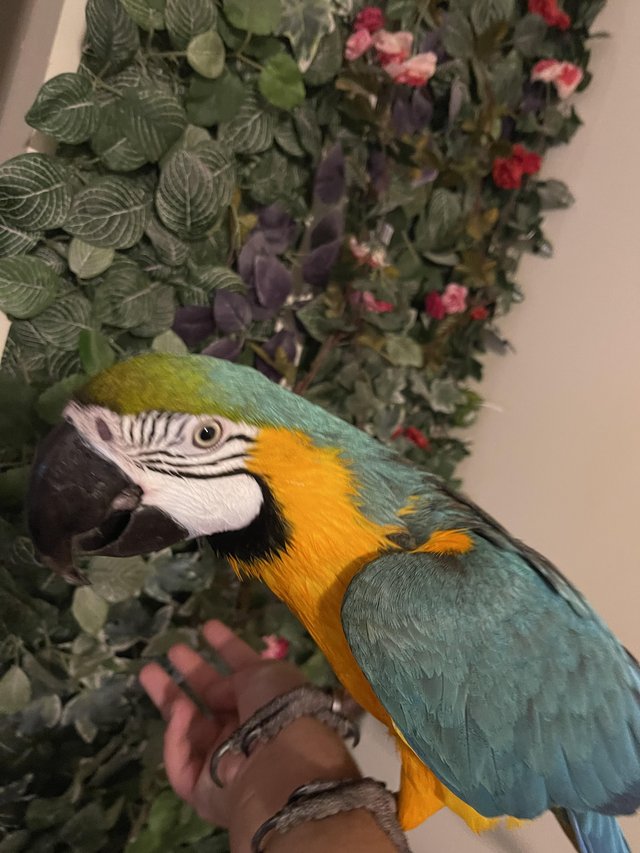 Preview of the first image of RESERVED Male Tame And Talking Blue And Gold Macaw.