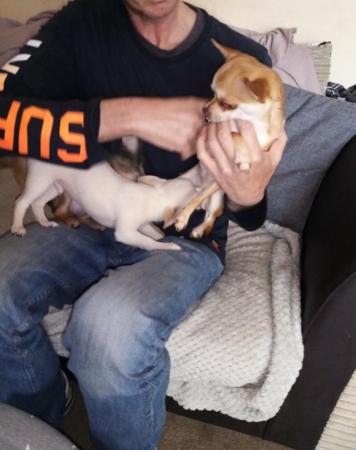 Image 12 of very small chihuahua pups for sale  only 1 boy n 1 girl left