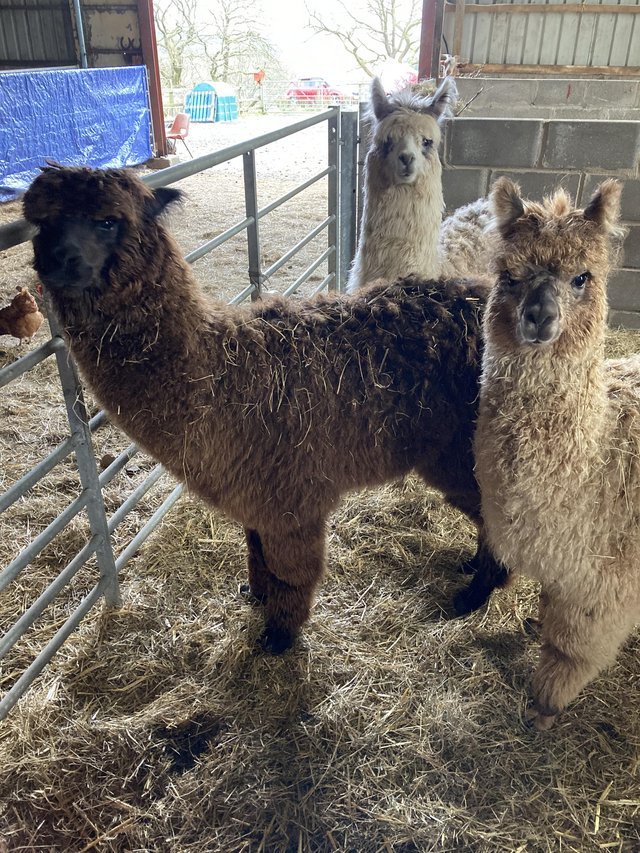 Preview of the first image of 3 year old boys alpacas.