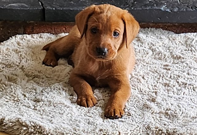 Image 9 of Last boy available Fox red labrador puppies