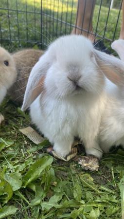 Image 10 of Mini lop baby rabbits **ready now** only 2 girls left