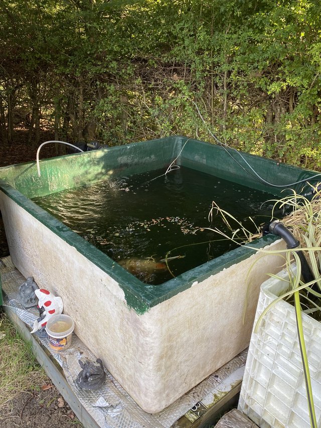 Ponds Koi Fancy Goldfish Pond Plants Bakki Showers Uv Pumps For Sale in Marden, Kent Preloved