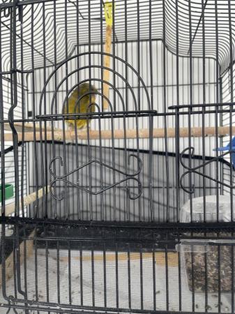 Image 4 of Male canary Gloster for sale