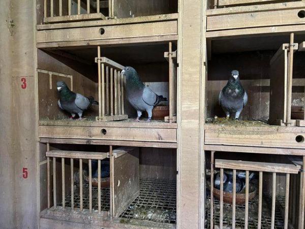 Image 4 of Top quality pigeon sprint to middle distance breeding stock