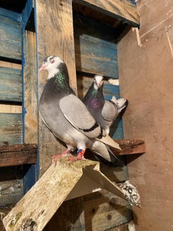Image 3 of Roller pigeons for sale
