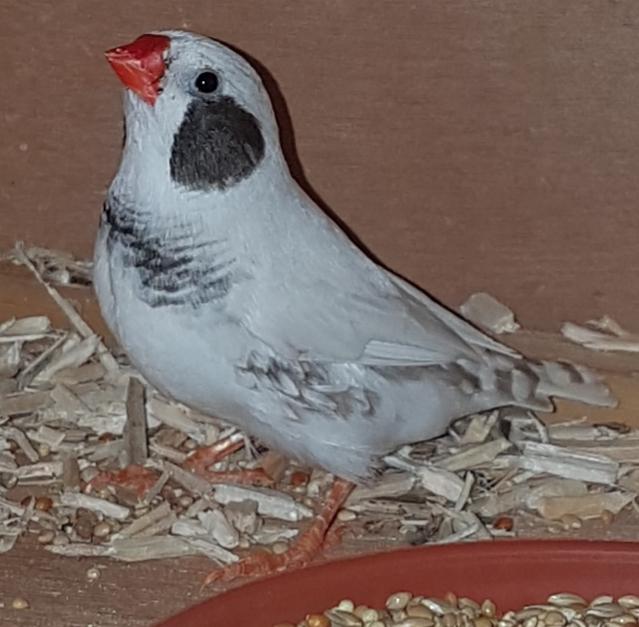 Preview of the first image of Zebra Finch .mutations pairs.