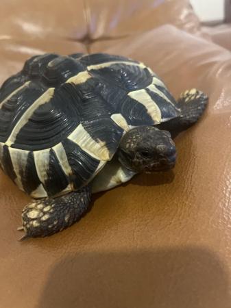 Image 1 of Beautiful 9 year old tortoise