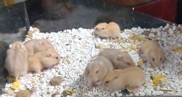 Image 11 of Baby Campbell's Hamsters
