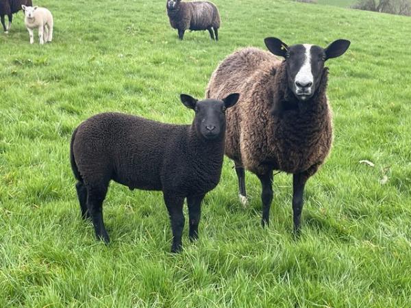 Image 1 of Zwartbles ewes with lambs at foot