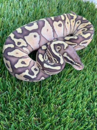 Image 1 of cb23 Male and female Royal pythons for sale