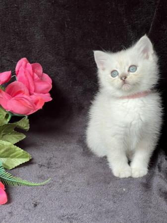 Image 9 of British shorthair Silver kittens