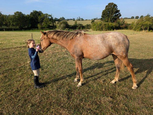 Preview of the first image of Dejavued Jalibert chestnut/roan gelding to make 15hh.