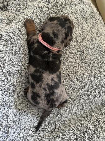 Image 13 of Ready Today! Reduced! KC registered dachshund puppies