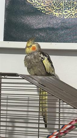 Image 3 of 7 month old Lutino cockatiel (SEMI TAME)