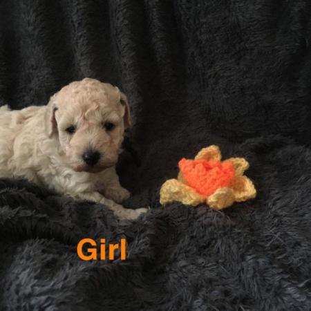 Image 3 of DNAHealth tested Champagne Toy Poodle pups READY NOW!