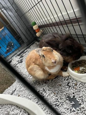 Image 1 of 3 month old Rabbits for sale