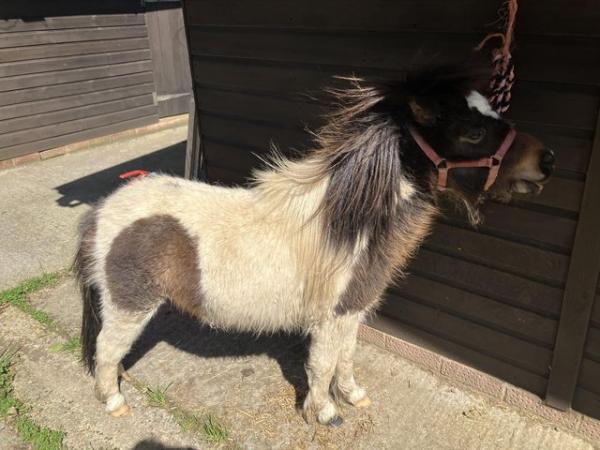 Image 2 of Miniature American horse / stallion for sale