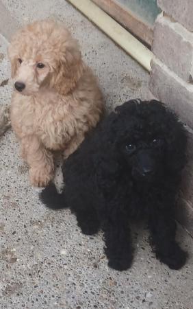 Image 10 of Miniature poodles ready to go microchip and vet checked