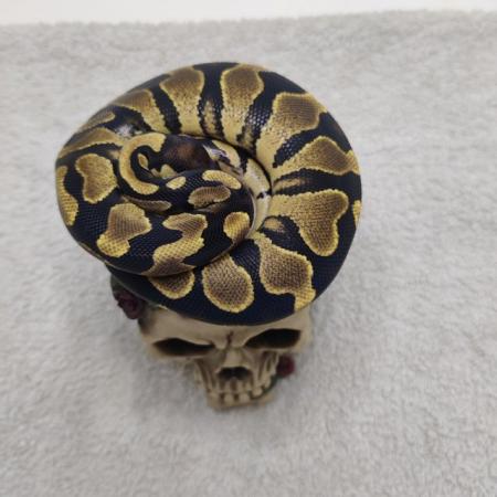 Image 5 of Yellow belly possible leopard het pied ball python