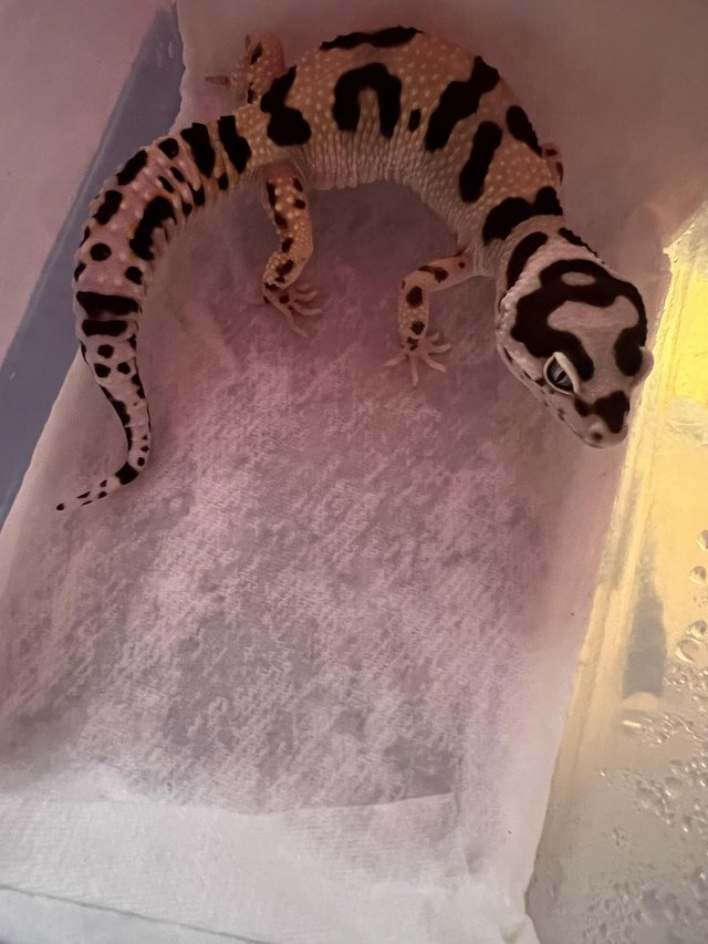 Preview of the first image of Female Leopard Gecko Bold Bandit No Hets.