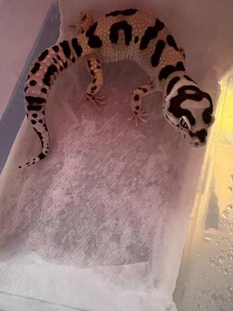 Image 1 of Female Leopard Gecko Bold Bandit No Hets