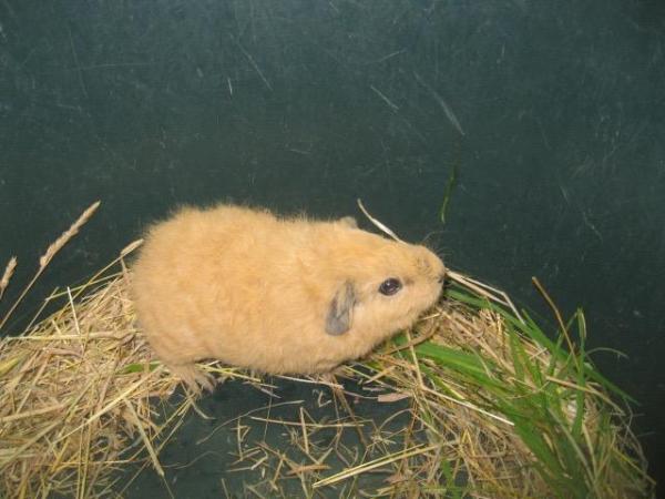 Image 1 of Rex Guinea Pigs boys Ready now for a new home