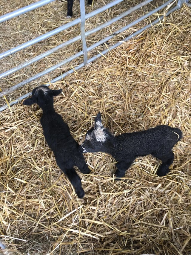 Preview of the first image of Bottle lambs, feeding well.