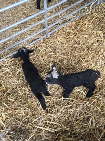Image 1 of Bottle lambs, feeding well