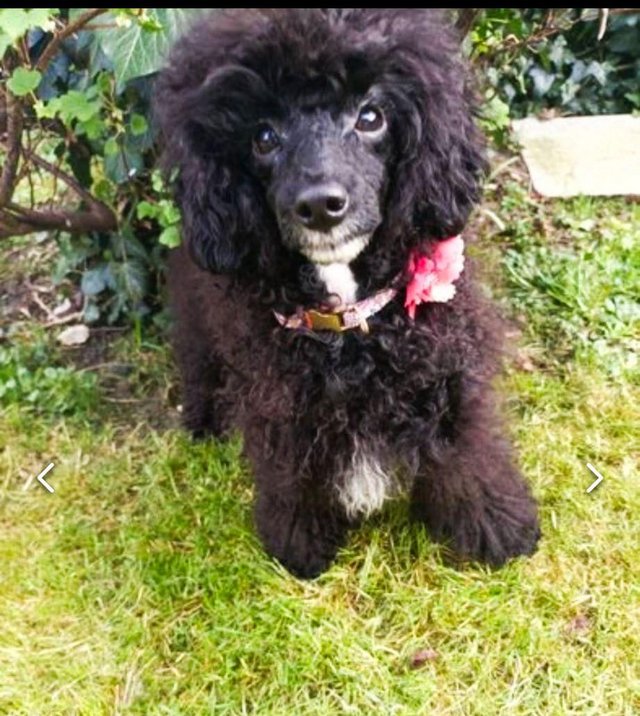 Preview of the first image of Beautiful Female kC reg toy poodles ..