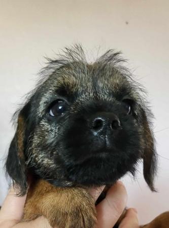 Image 14 of READY TO LEAVE KC registered Border Terrier Puppies