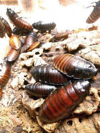 Image 5 of Madagascan hissing cockroaches