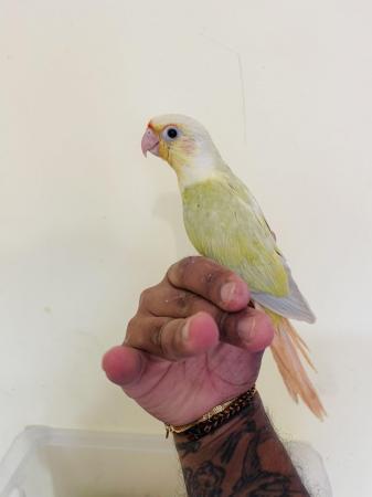 Image 7 of Hand reared baby conures for sale