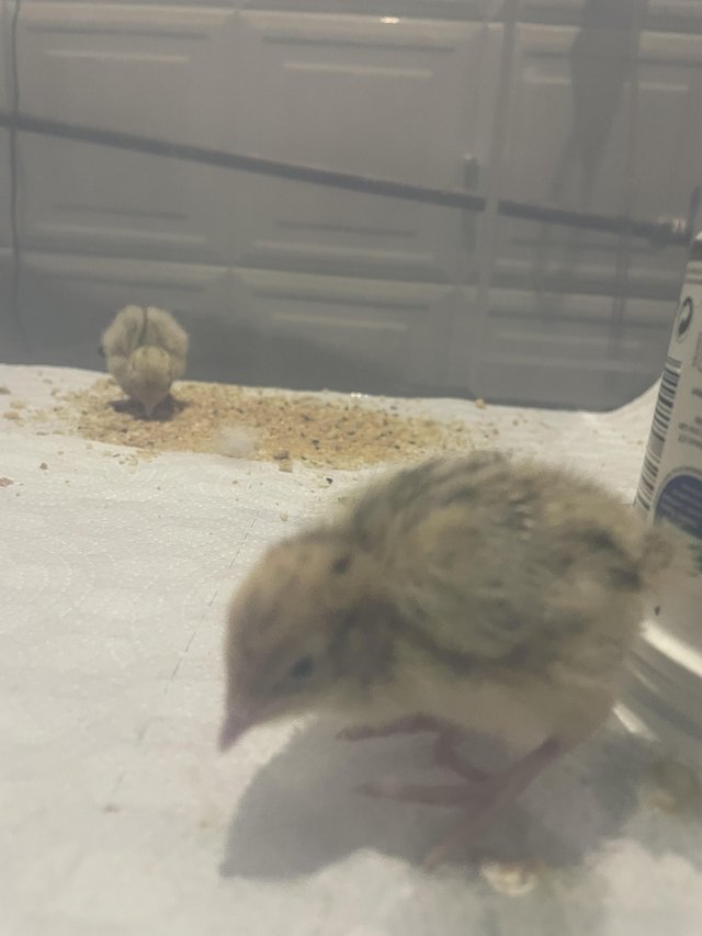 Preview of the first image of One week old quails for sale.