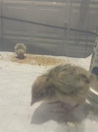 Image 1 of One week old quails for sale