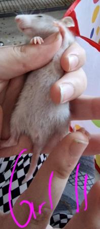 Image 13 of Friendly Female Rat Babies