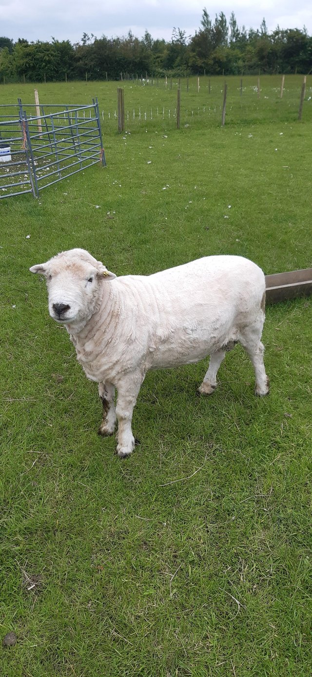 Preview of the first image of Pedigree greyface dartmoor ram.