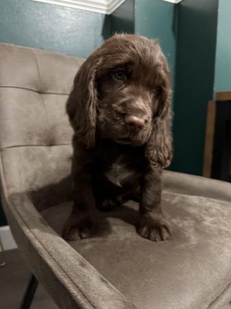 Image 3 of beautiful cocker spanielready now 1 boy left ready now