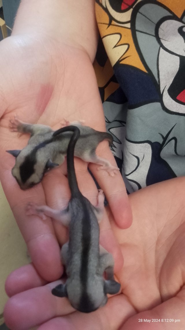 Preview of the first image of Baby sugar glider twin joeys boy and girl.