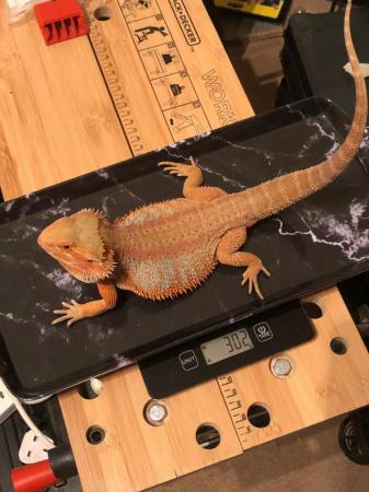 Image 8 of Female Bearded Dragon 2 years old