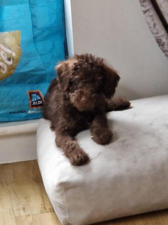 Image 5 of HOME NOW FOUND toy poodle puppies available now