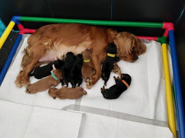 Preview of the first image of 5wks old cavalier king charles spaniel × 5girls , kc reg.