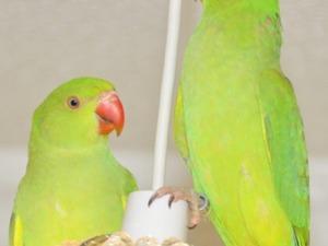 Image 4 of .......Baby Ringneck Parrots ....
