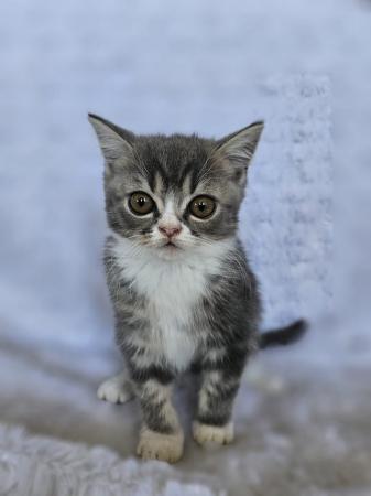 Image 6 of 5 Persian Kittens for sale